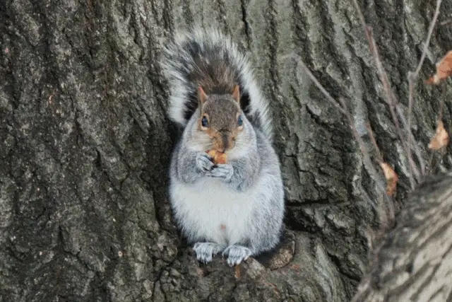 Photograph of a squirrel in Prospect Park Steve Severinghaus / Flickr
